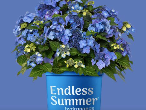 May Pop Star Hydrangea Giveaway